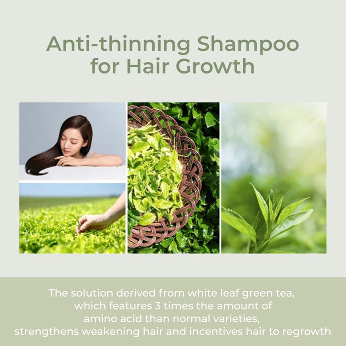 [AMOS] The Green Tea Shampoo Refresh 500g