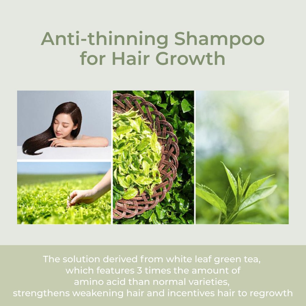 [AMOS] The Green Tea Shampoo Moisturizing 500g